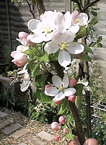 Apple Blossom 2 (23 April)
